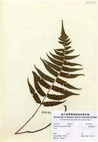 藏品(鋸齒雙蓋蕨)的圖片